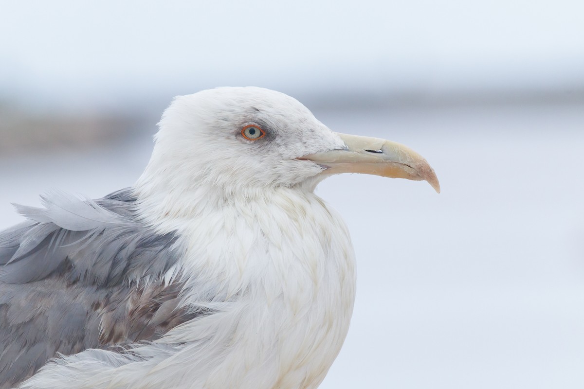 Yellow-legged Gull - Ethan Denton