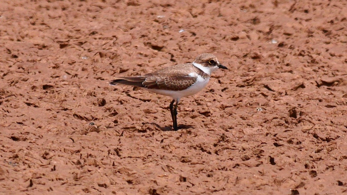 Little Ringed Plover - ML639852087