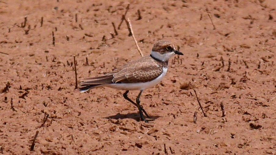 Little Ringed Plover - ML639852088