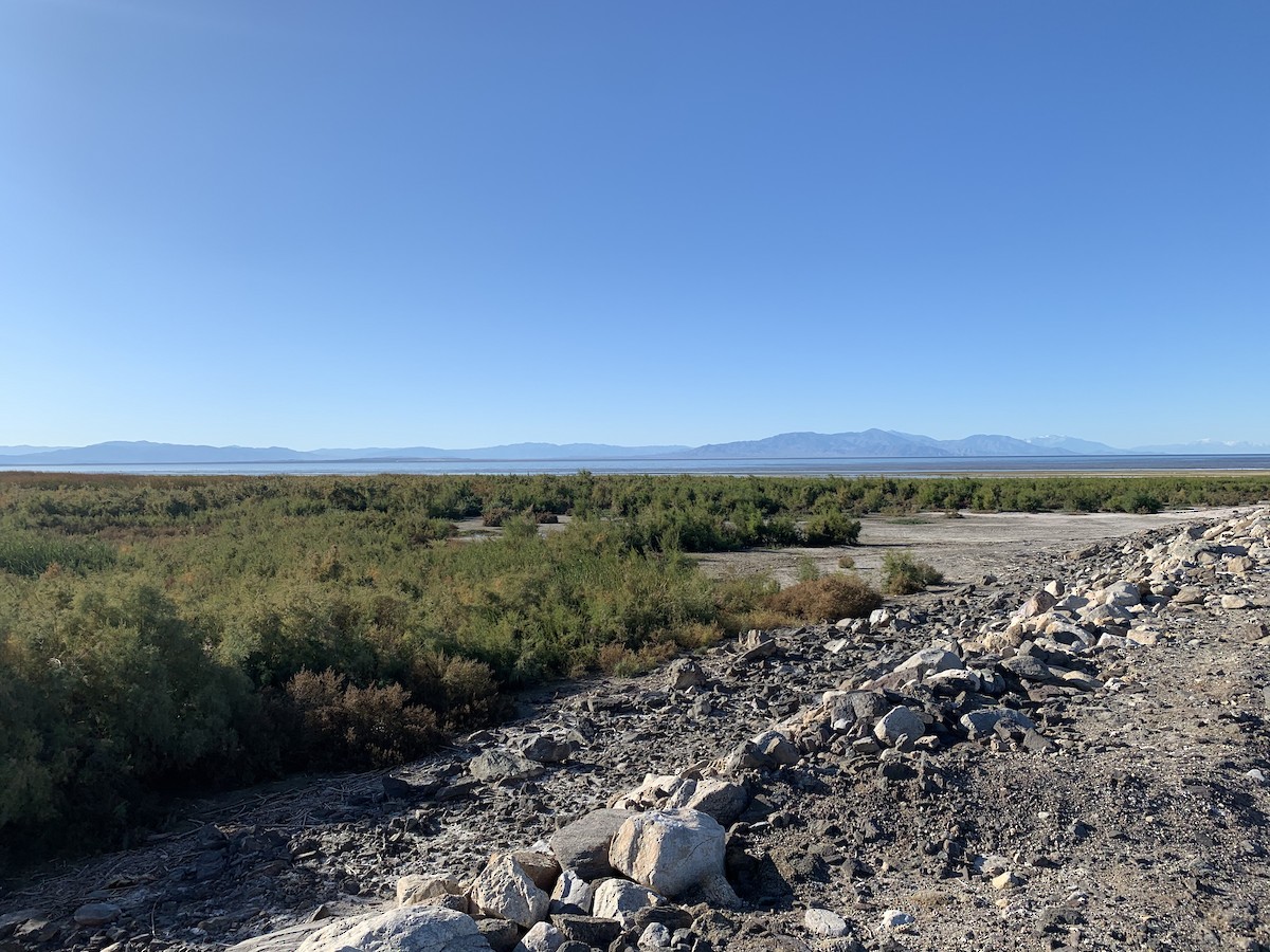 null - ML639852089