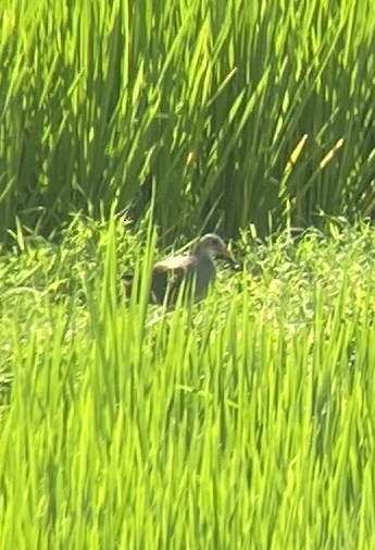 Slaty-breasted Rail - ML639852105