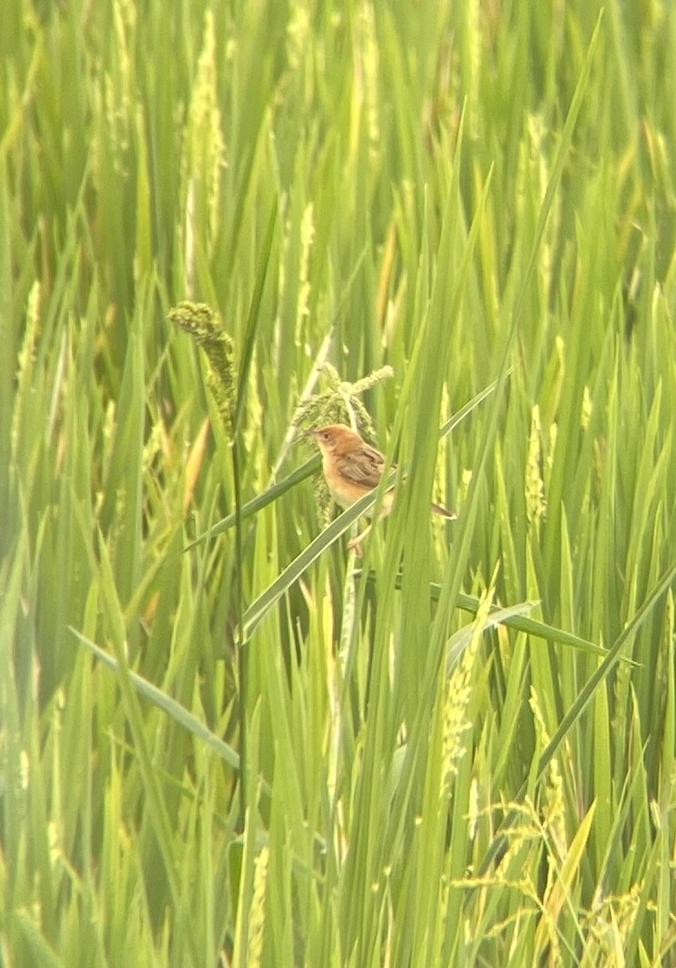 Golden-headed Cisticola - ML639852110