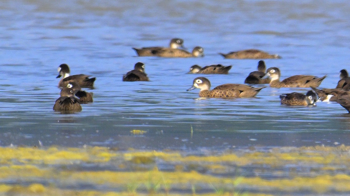 Sarcelle des Andaman - ML639852130