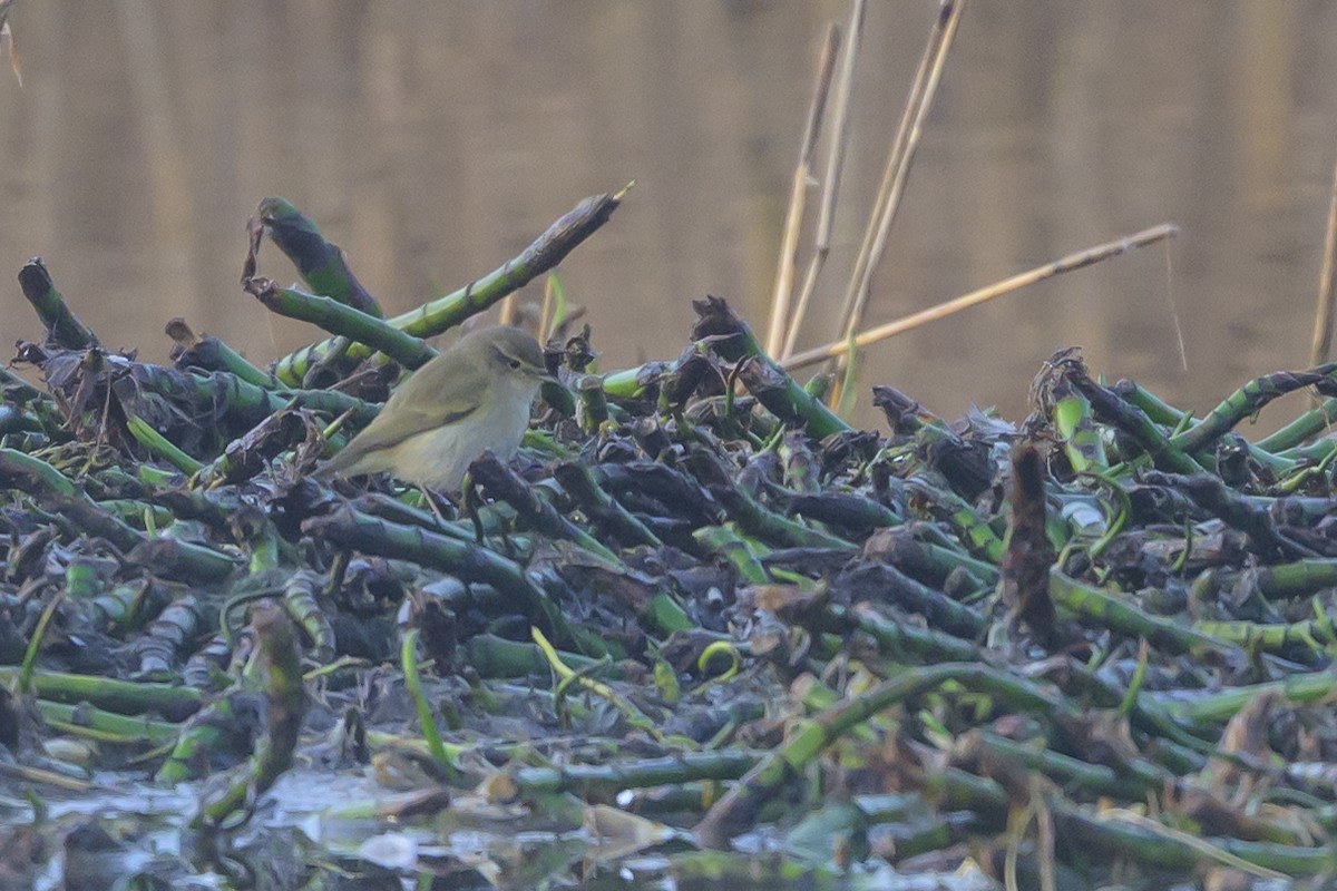 Common Chiffchaff - ML639852150