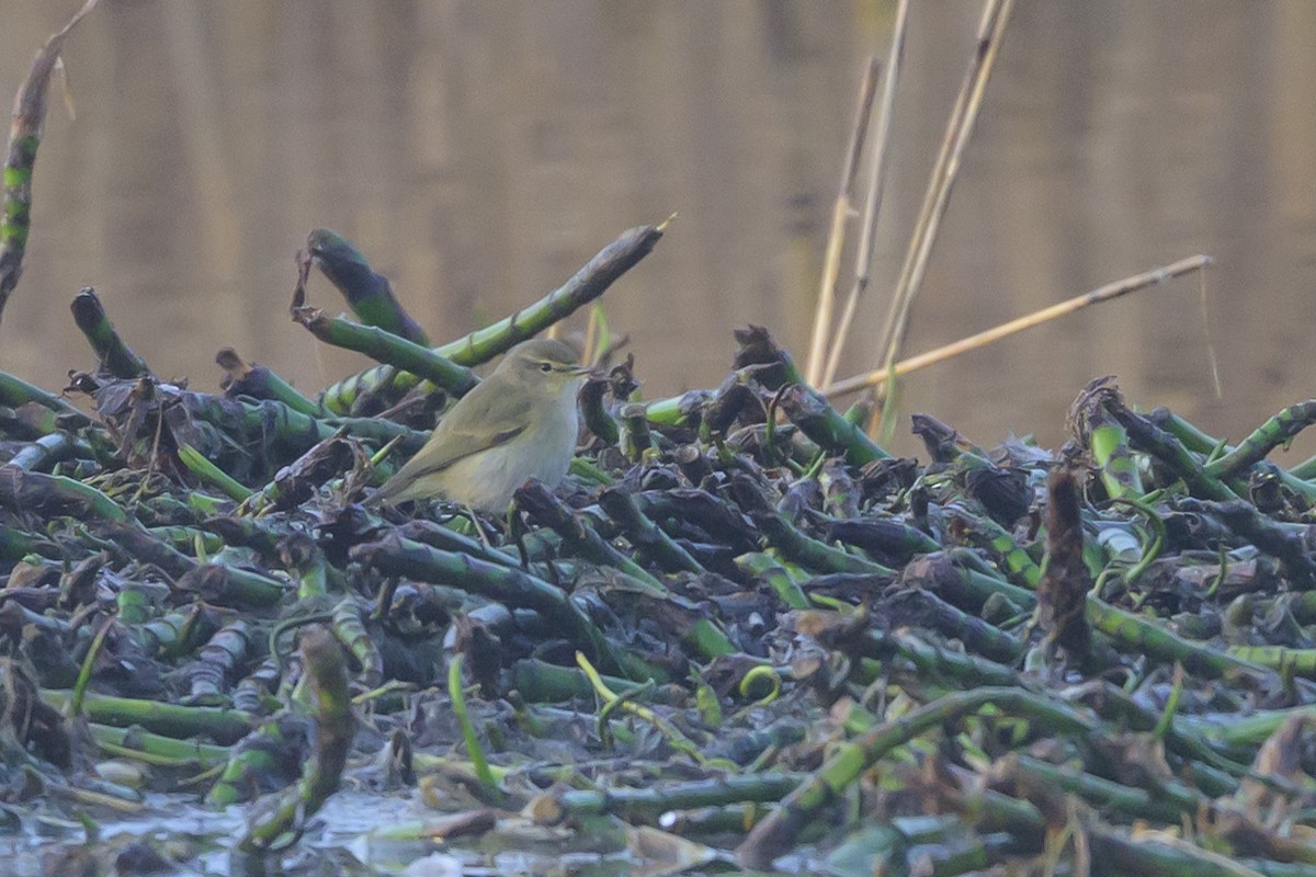 Common Chiffchaff - ML639852151