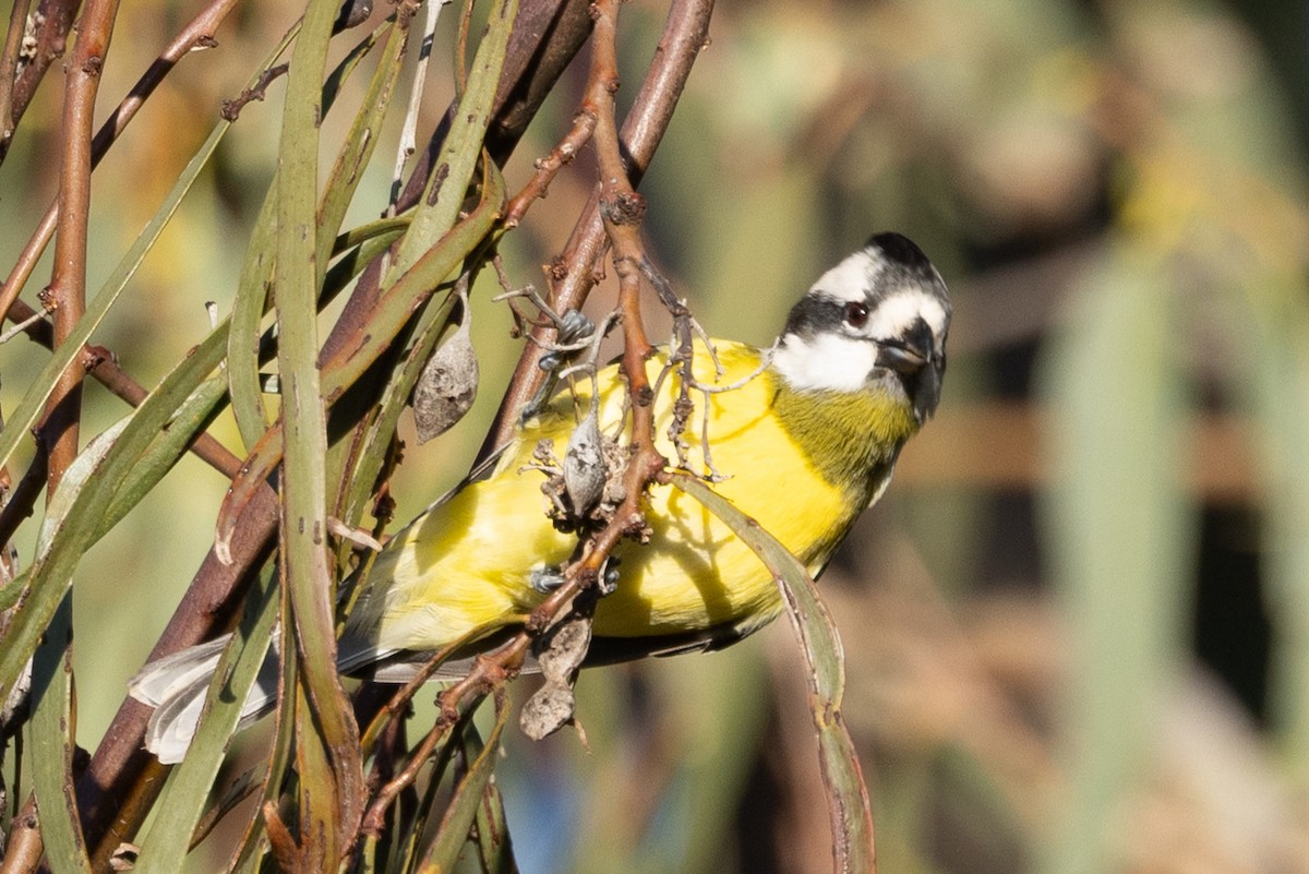Eastern Shrike-tit - ML639852235