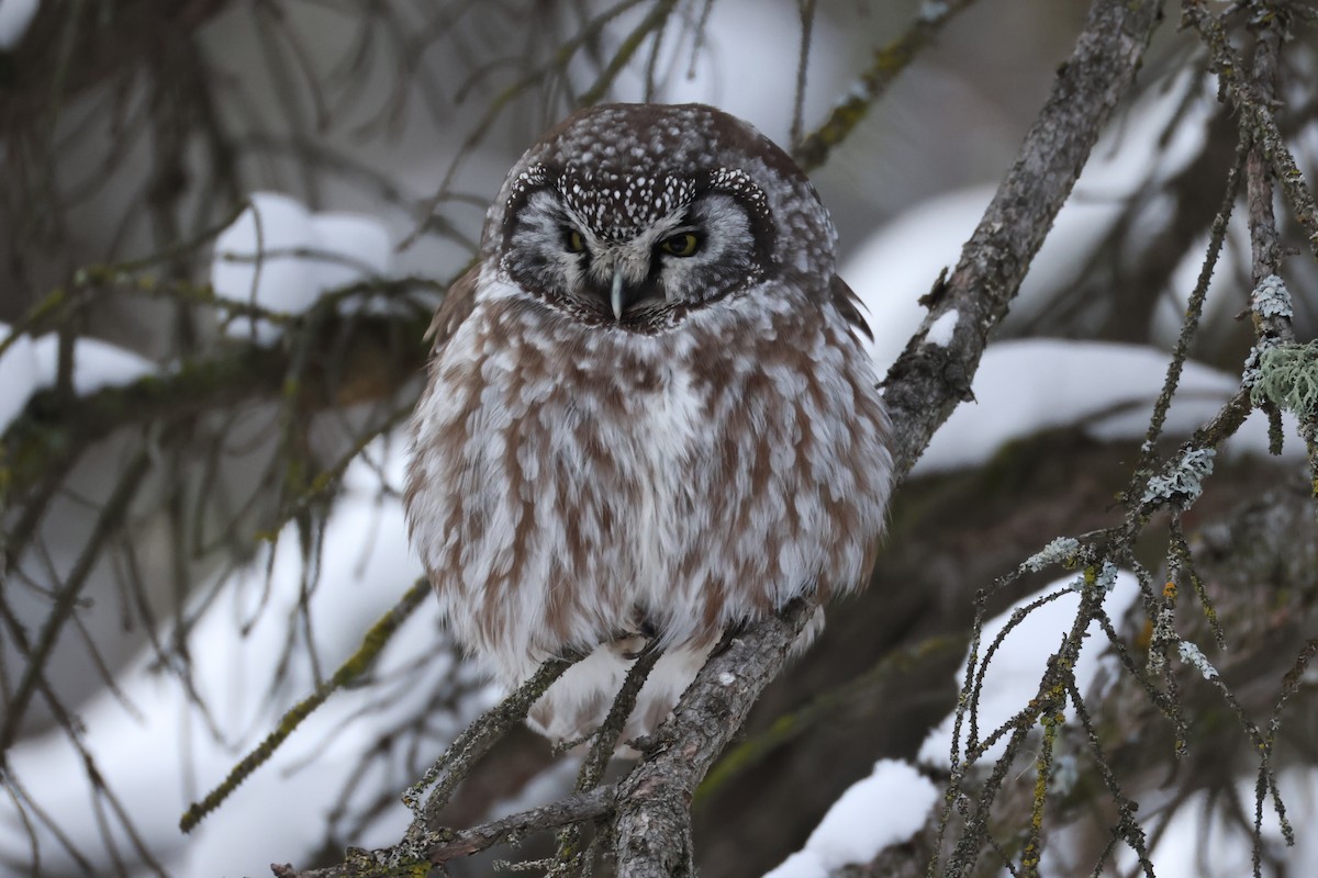 Boreal Owl - ML639852242