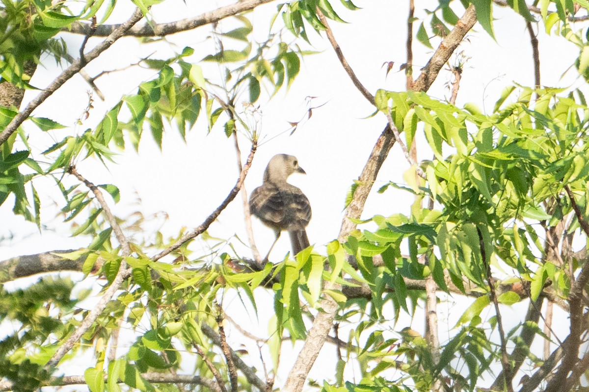 Fawn-breasted Bowerbird - ML639852249