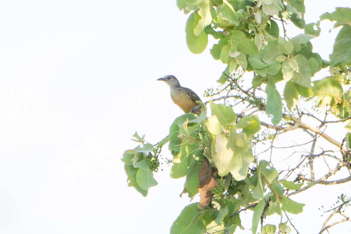 Fawn-breasted Bowerbird - ML639852263