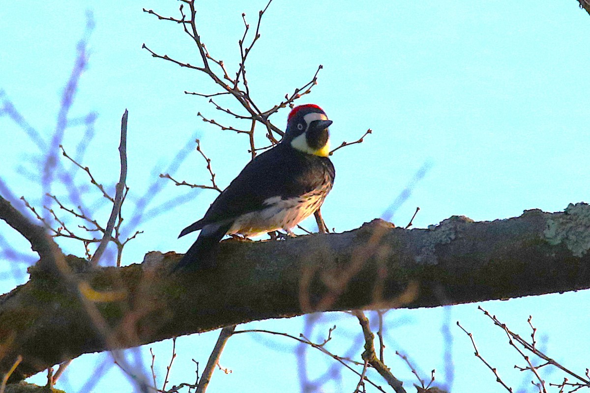 Acorn Woodpecker - ML639852325