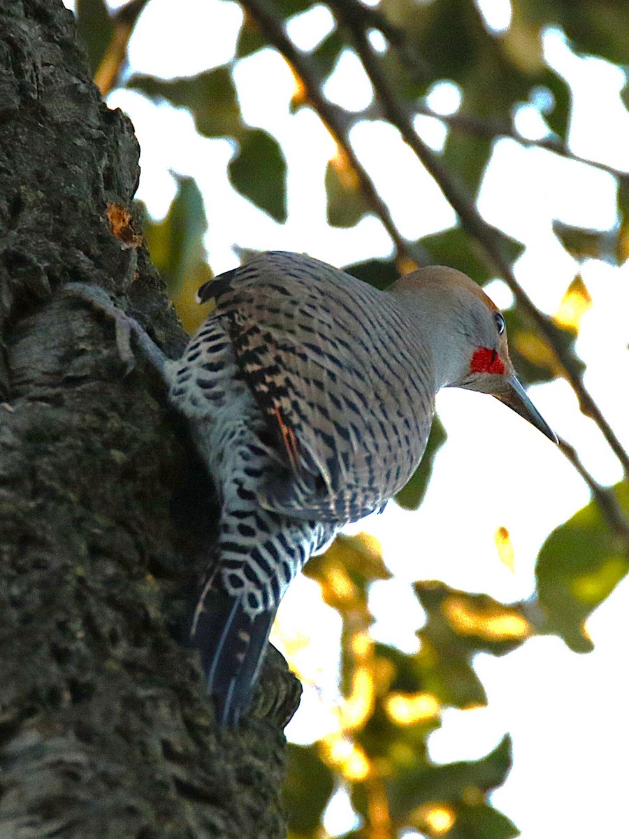 Northern Flicker - ML639852347