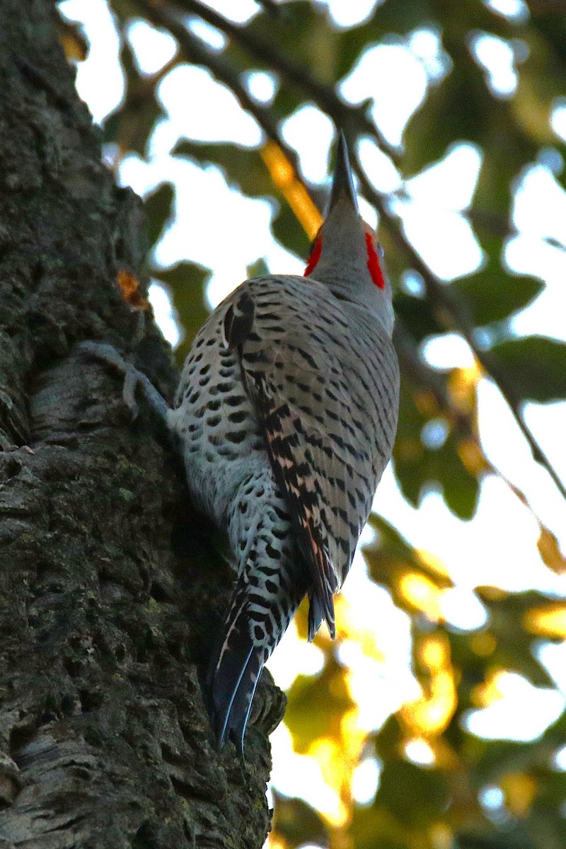 Northern Flicker - ML639852348