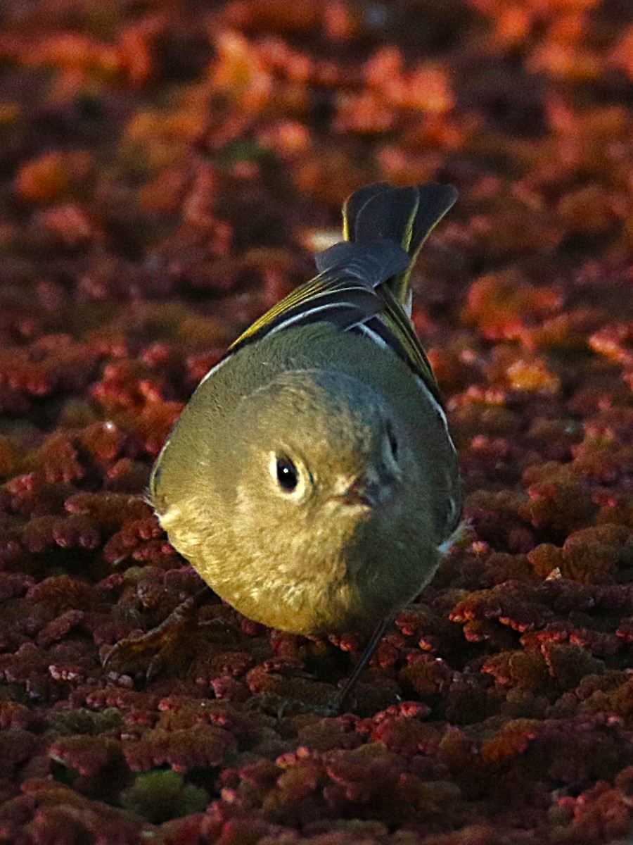 Ruby-crowned Kinglet - ML639852351