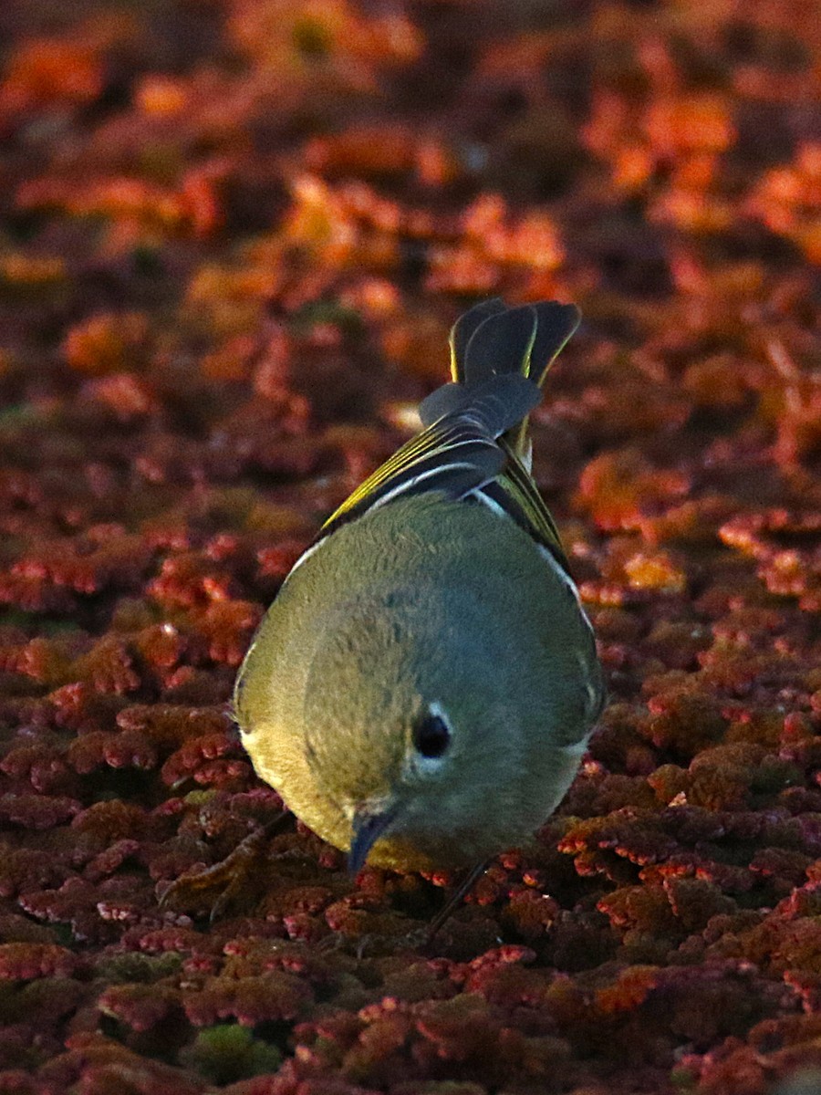 Ruby-crowned Kinglet - ML639852352