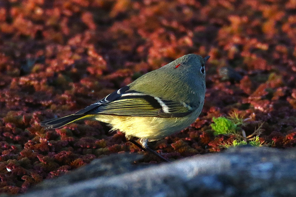 Ruby-crowned Kinglet - ML639852353