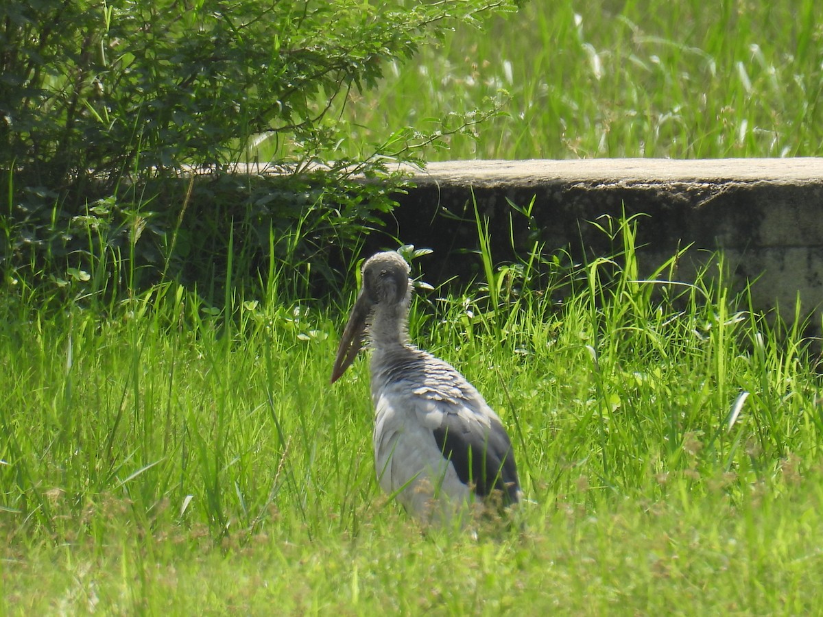 Asian Openbill - ML639852388