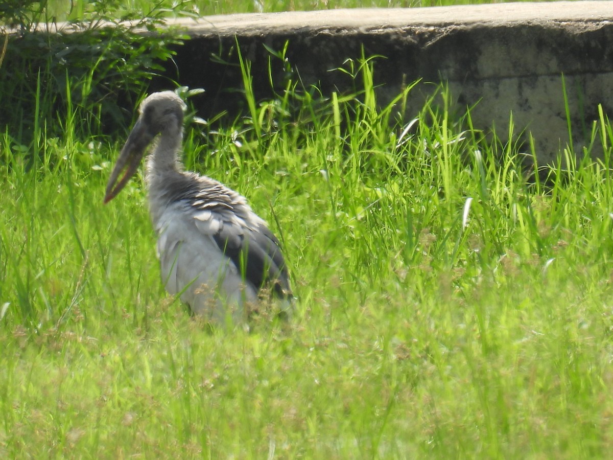 Asian Openbill - ML639852389