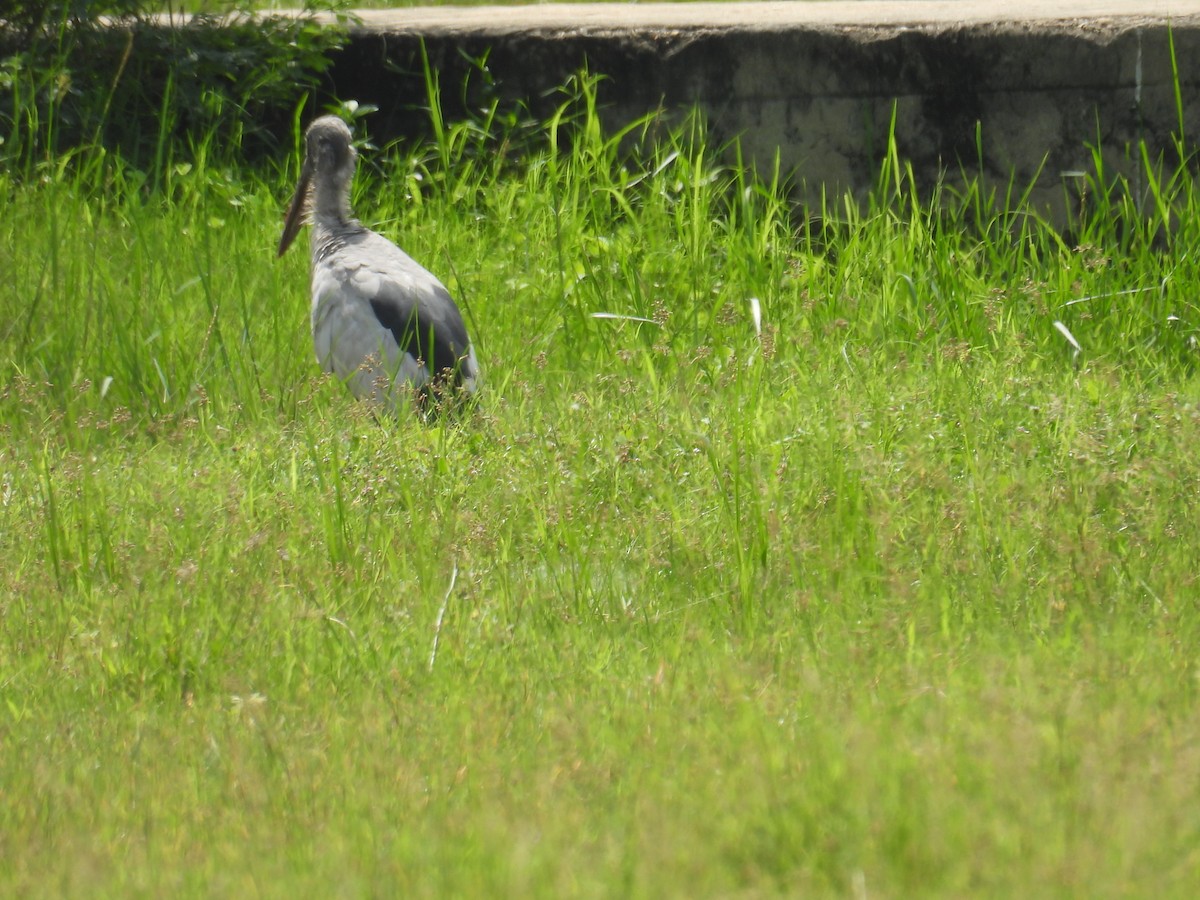 Asian Openbill - ML639852390