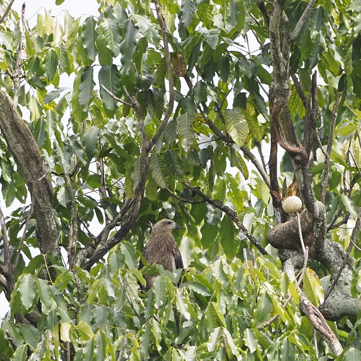 Brahminy Kite - ML639852422