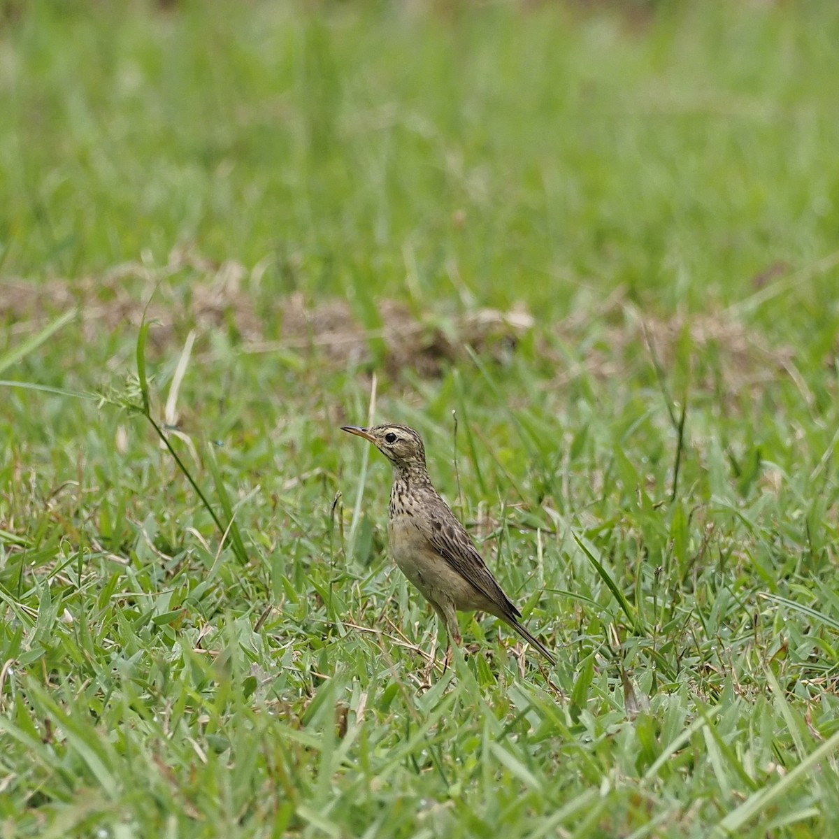 Paddyfield Pipit - ML639852429