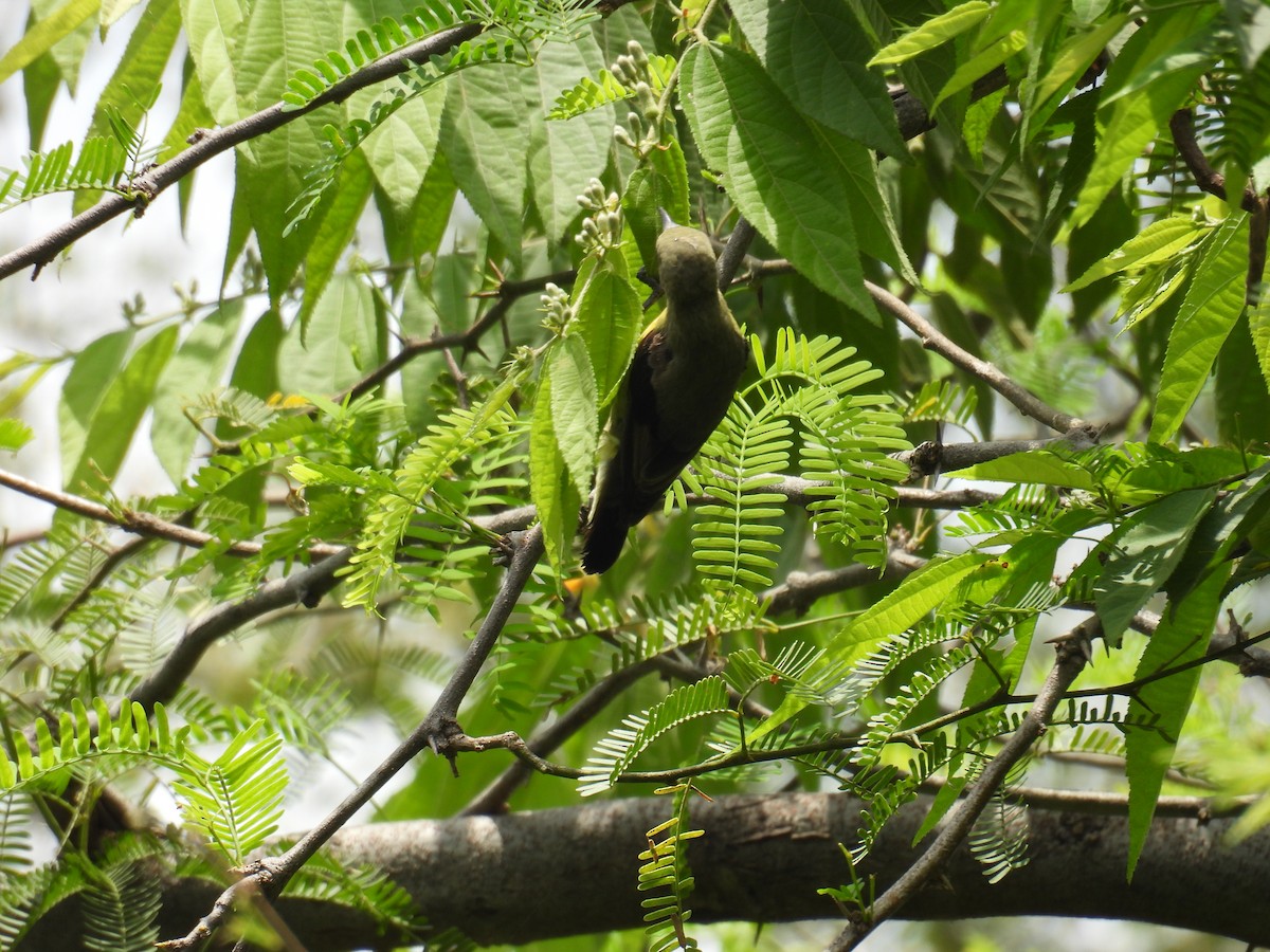 Suimanga Asiático - ML639852438