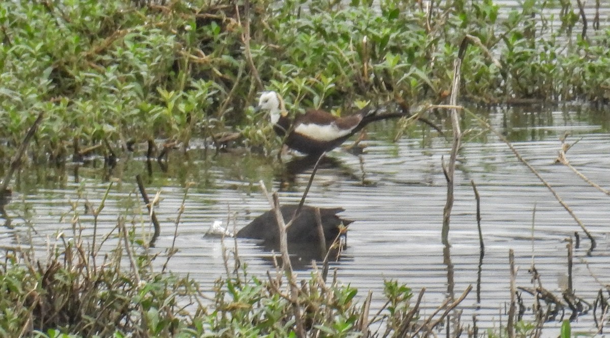 Jacana Colilarga - ML639852450