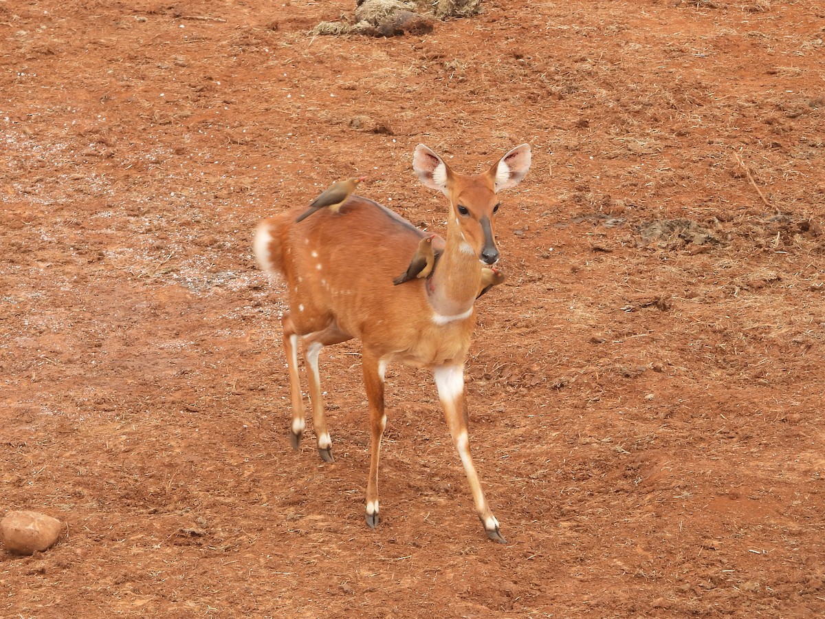 Animales - ML639852459