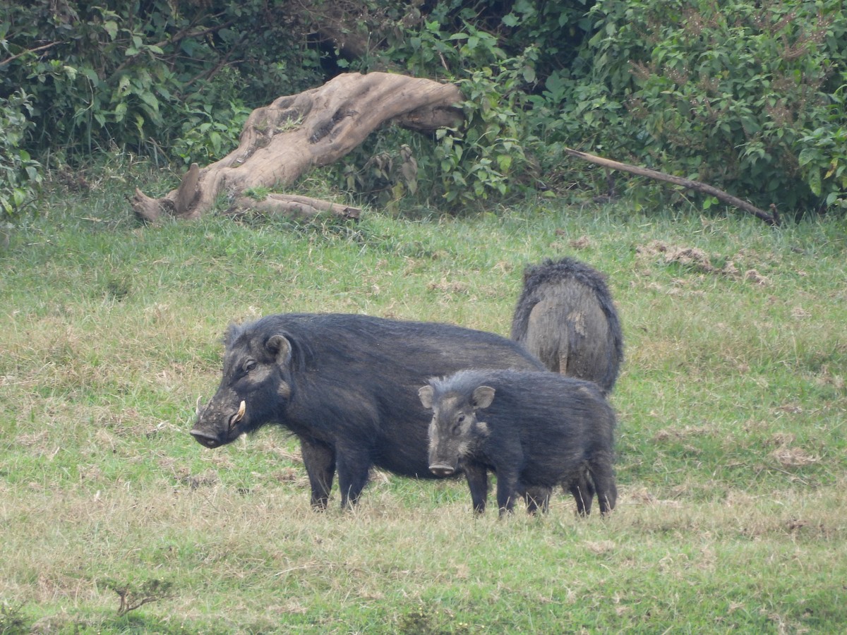 Animales - ML639852460