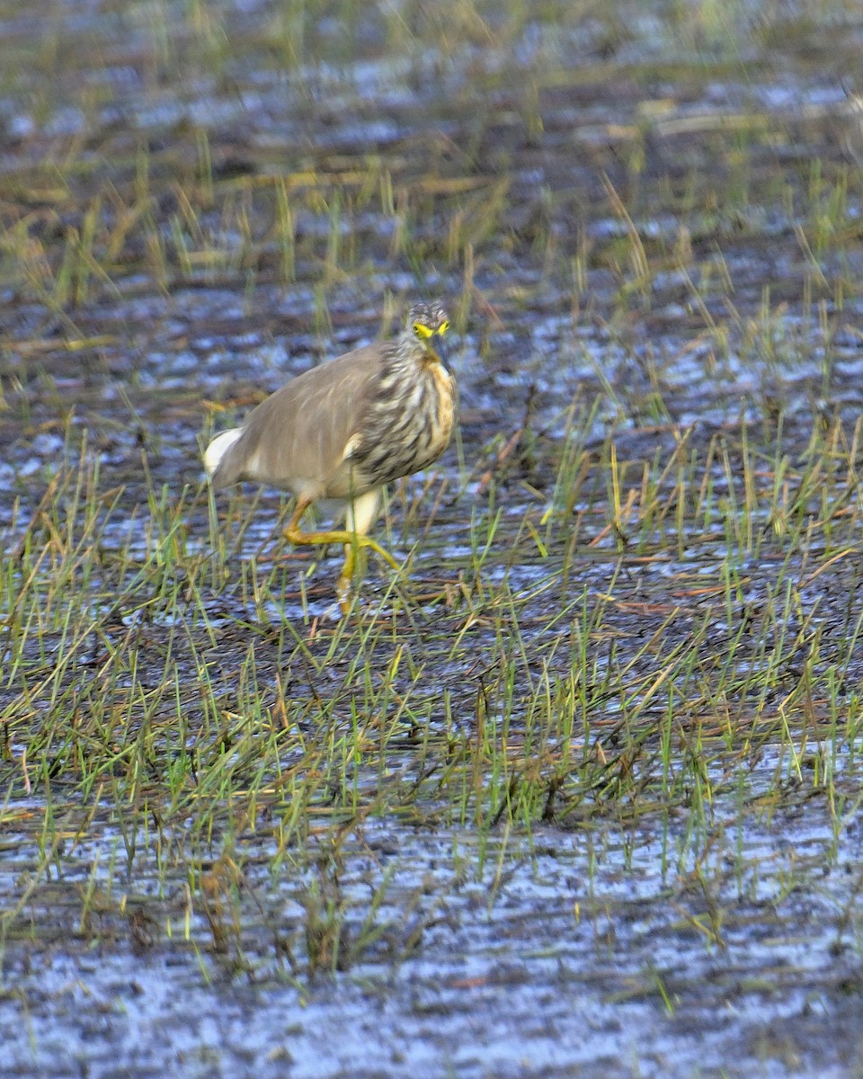 Чапля китайська - ML639852518