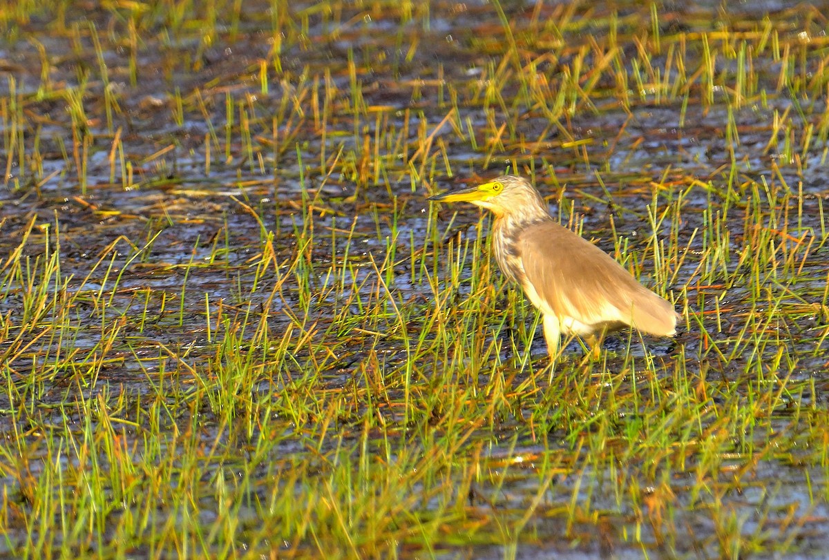 Чапля китайська - ML639852519