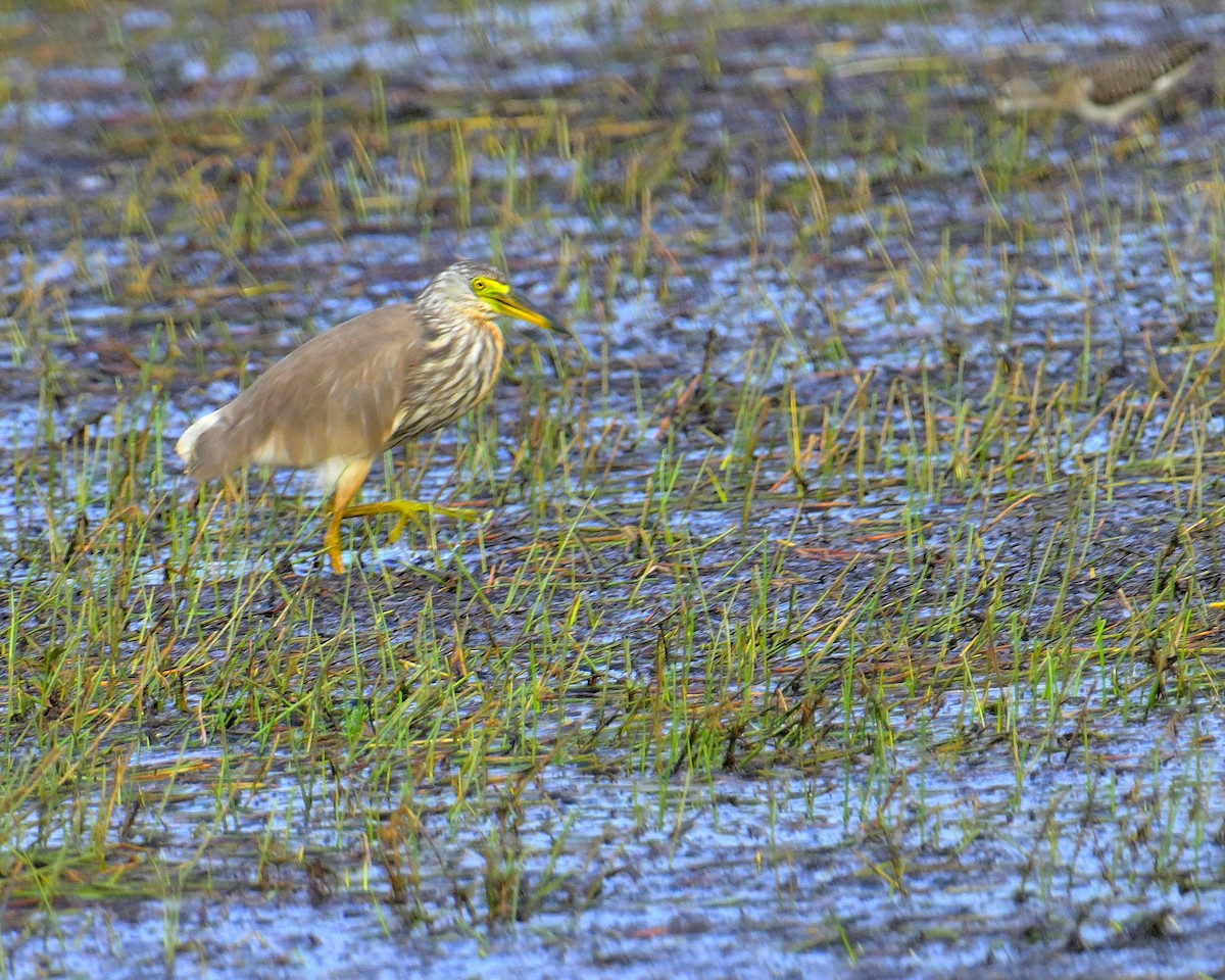 Чапля китайська - ML639852520