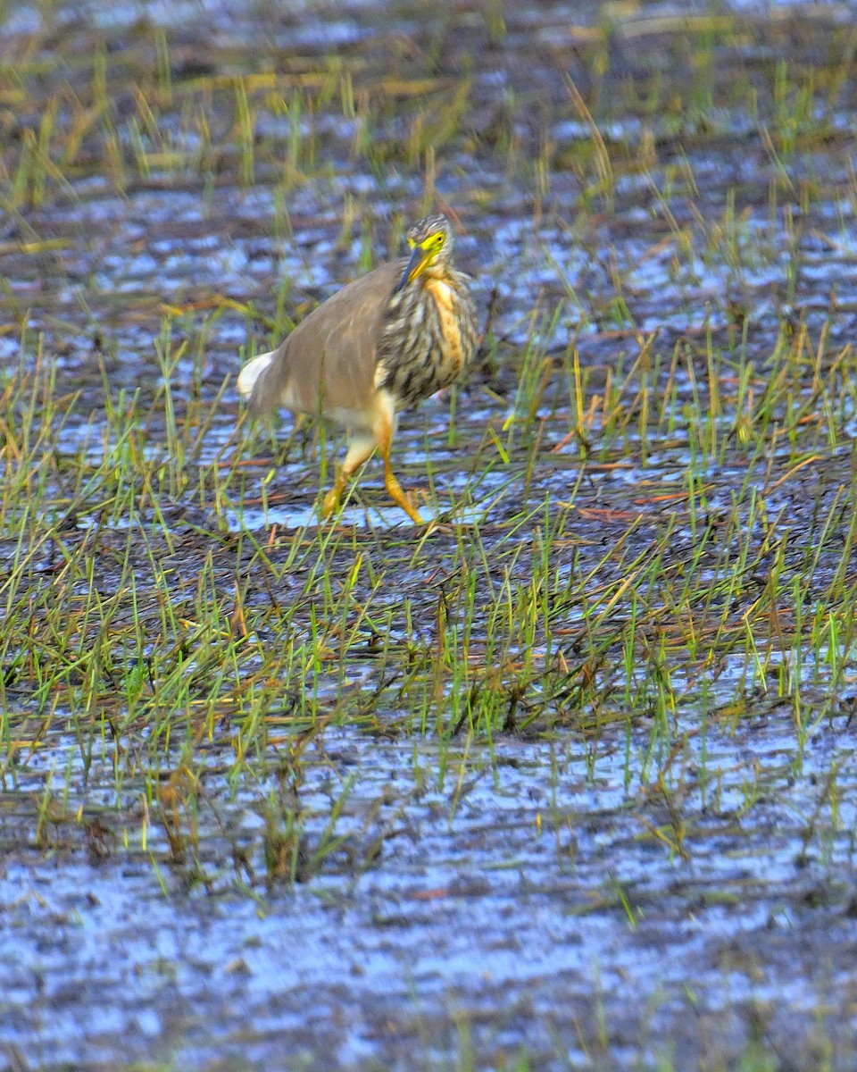 Чапля китайська - ML639852521