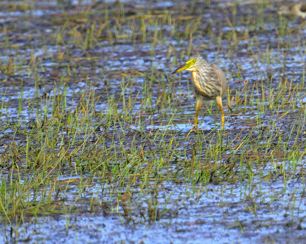 Чапля китайська - ML639852522