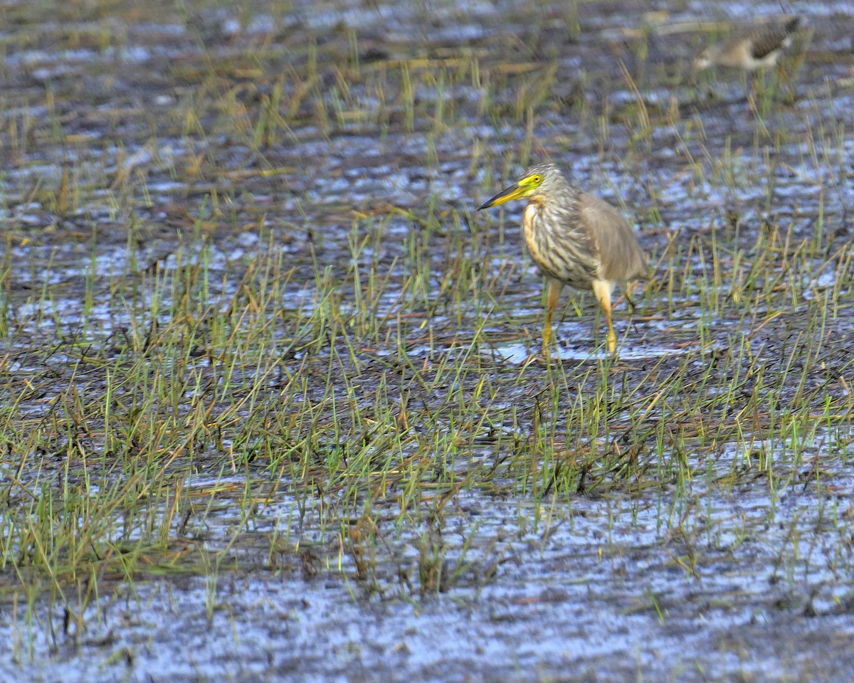 Чапля китайська - ML639852523