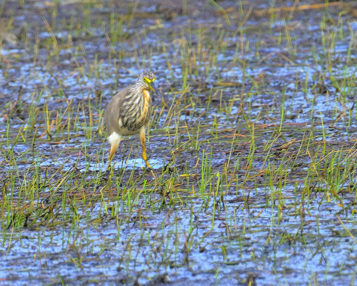 Чапля китайська - ML639852524