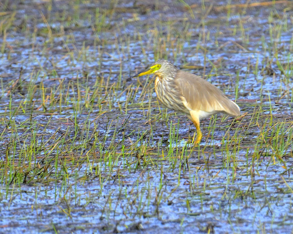 Чапля китайська - ML639852525