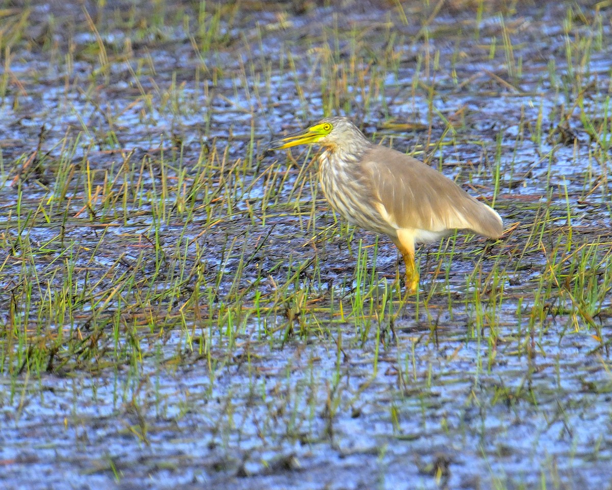 Чапля китайська - ML639852526