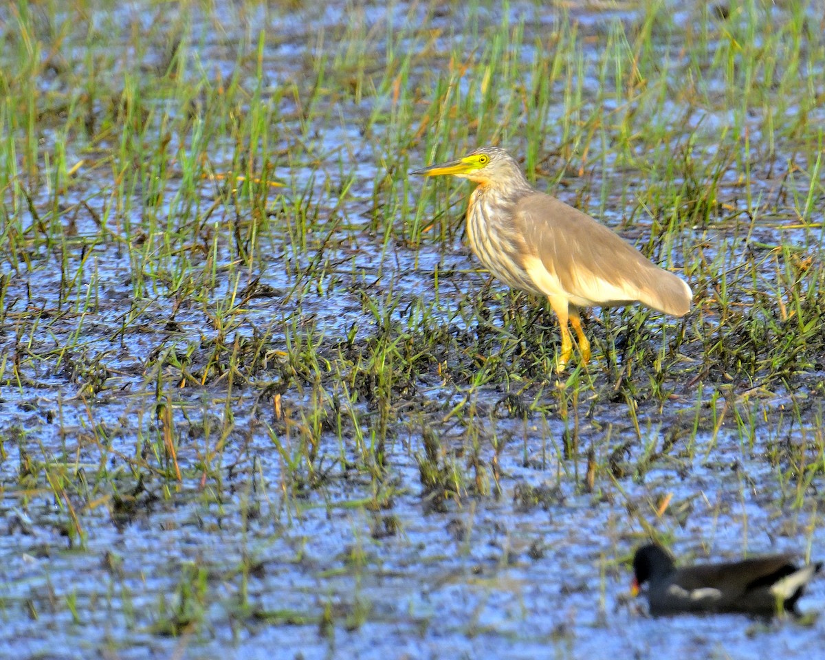 Чапля китайська - ML639852527