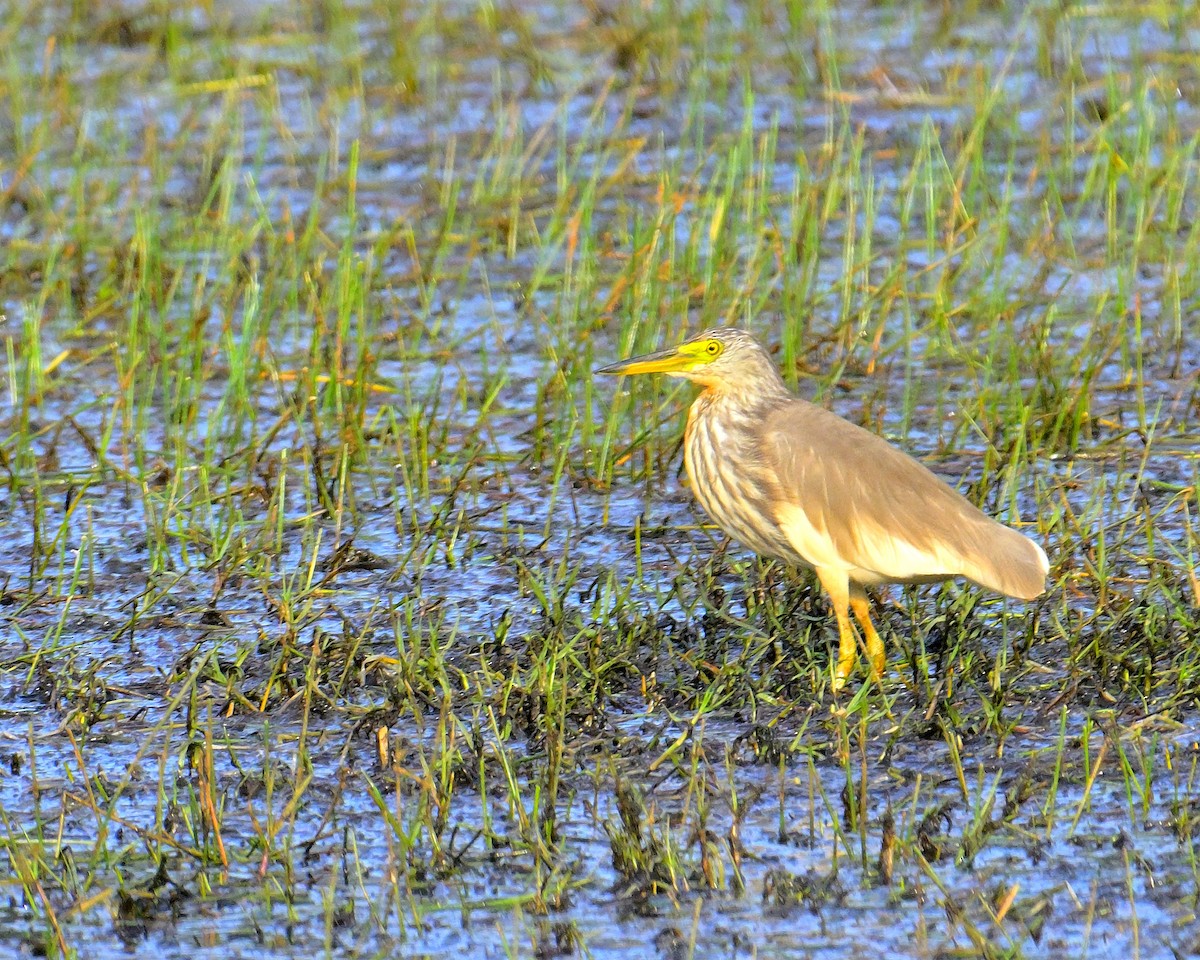 Чапля китайська - ML639852528