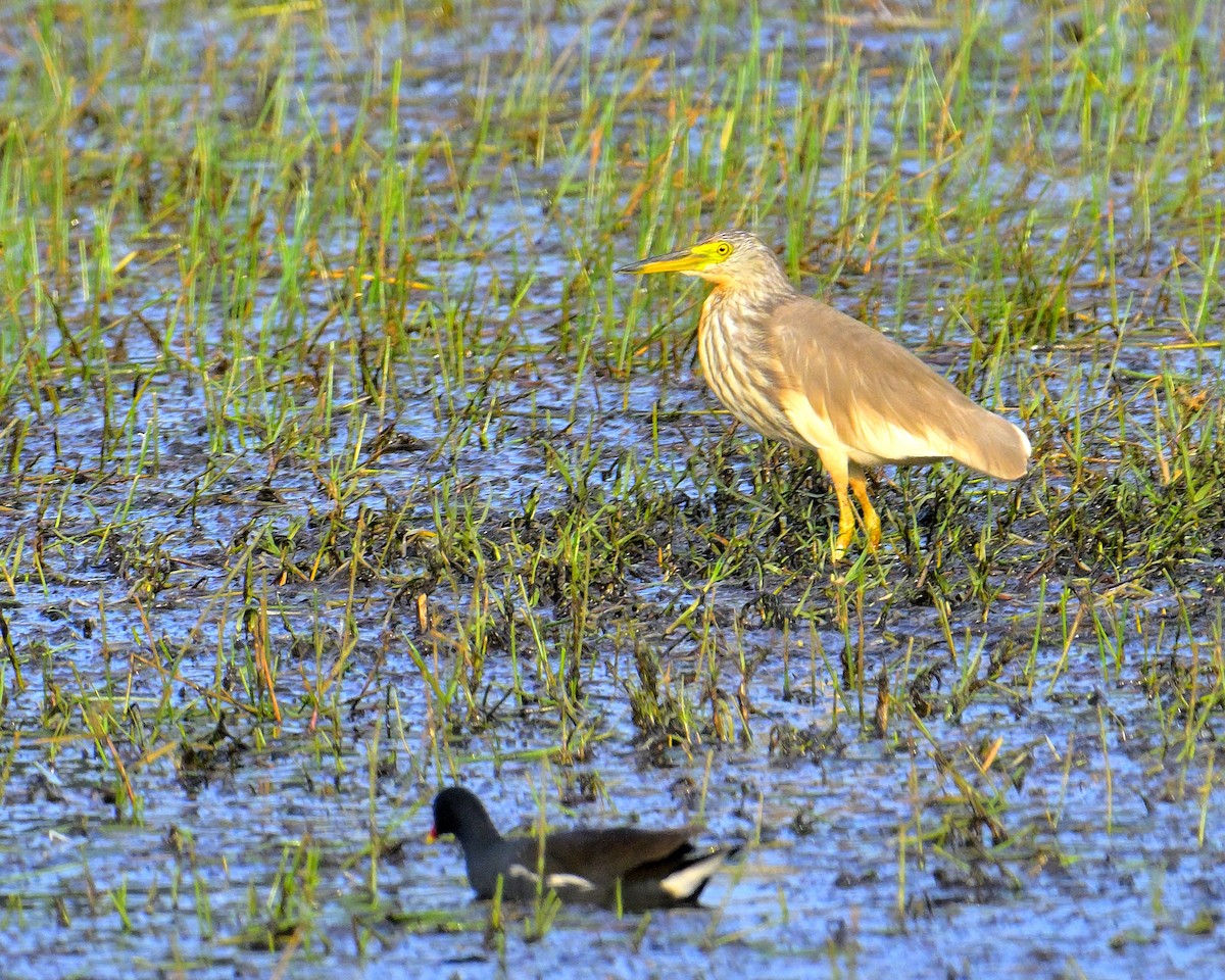 Чапля китайська - ML639852529