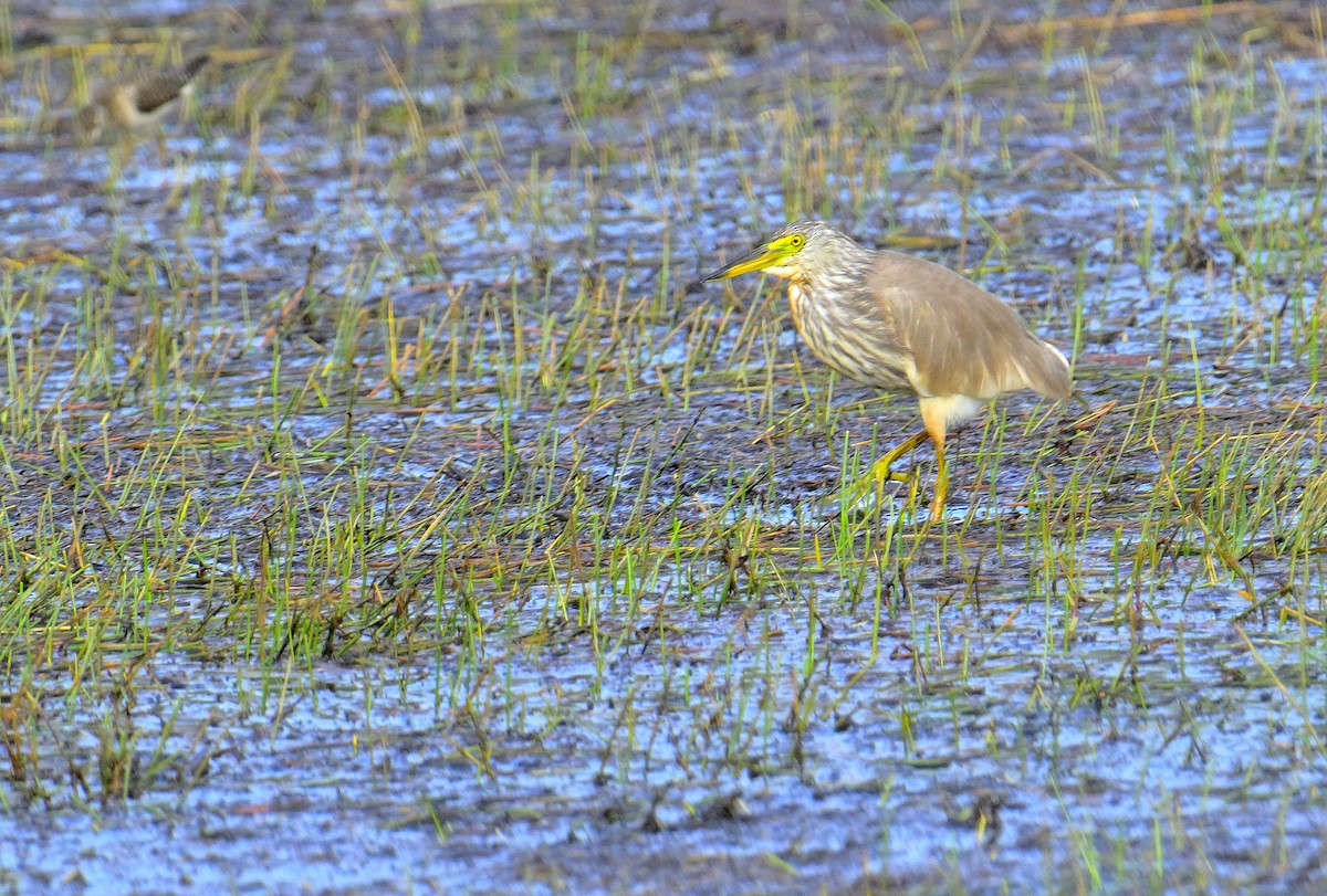 Чапля китайська - ML639852530