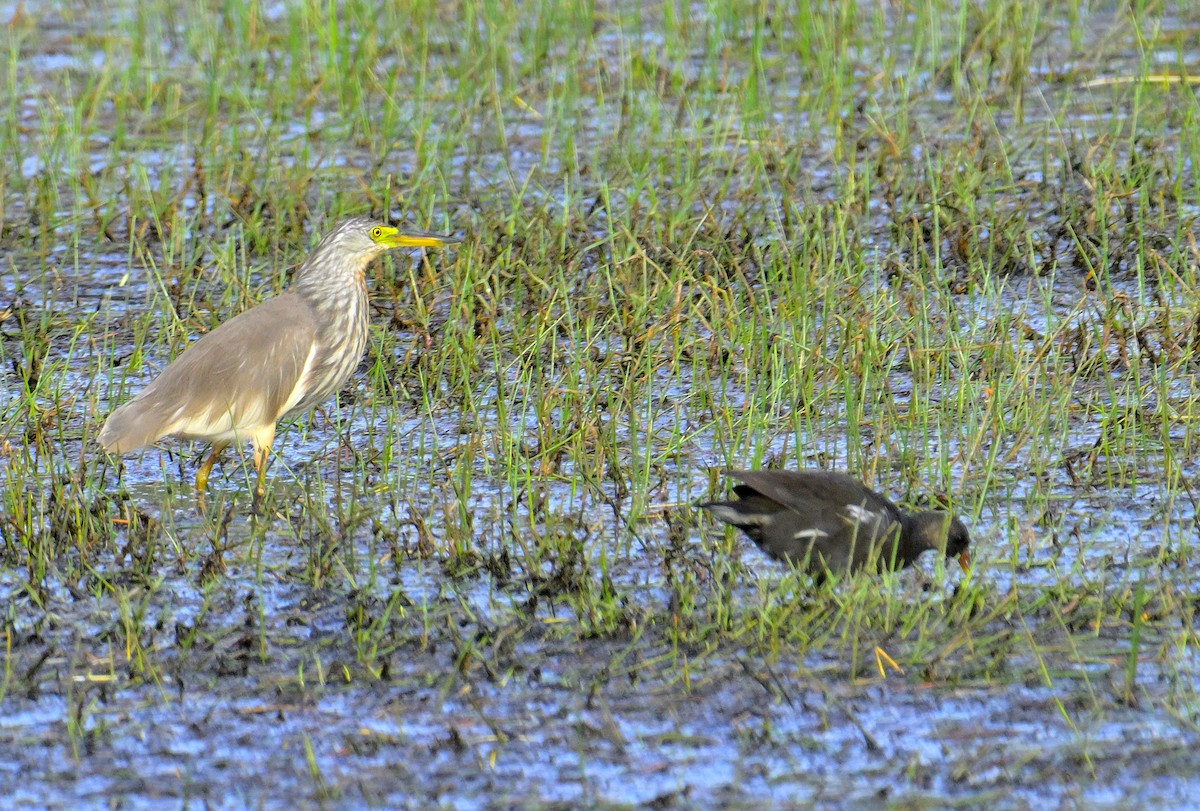 Чапля китайська - ML639852531