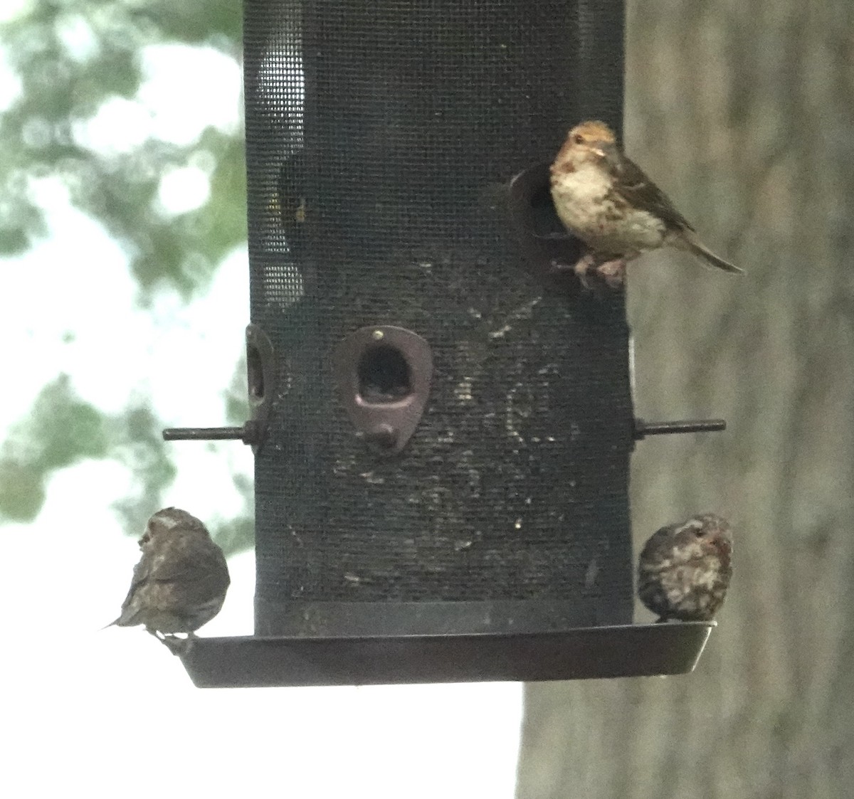 Чечевиця кармінова - ML639852642