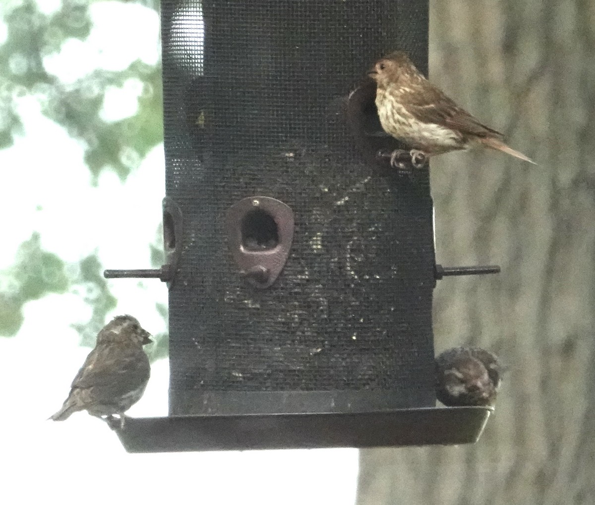 Чечевиця кармінова - ML639852643