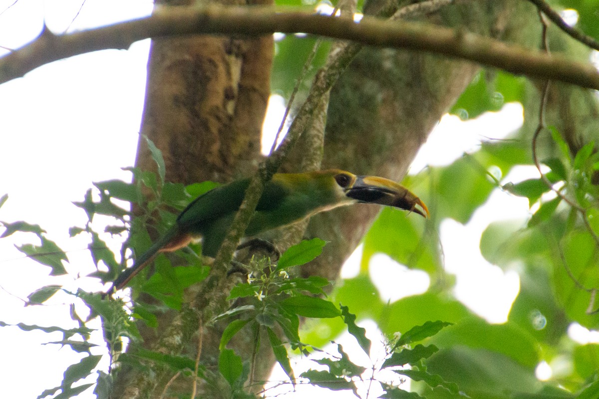 Northern Emerald-Toucanet (Wagler's) - ML639852675