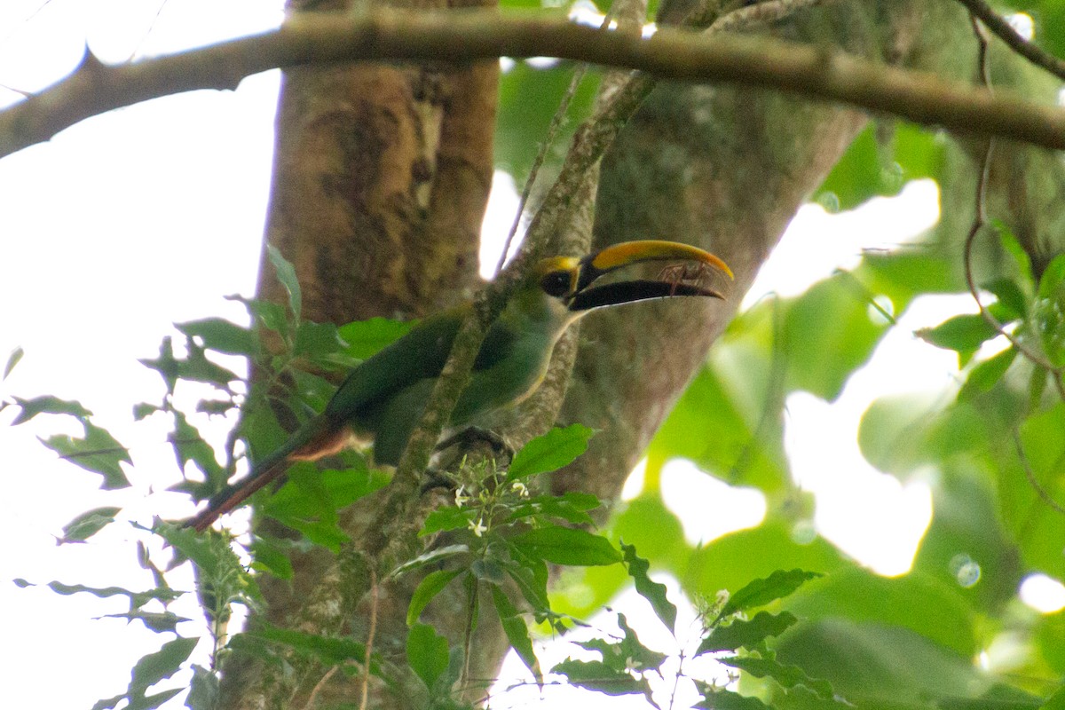 Northern Emerald-Toucanet (Wagler's) - ML639852676