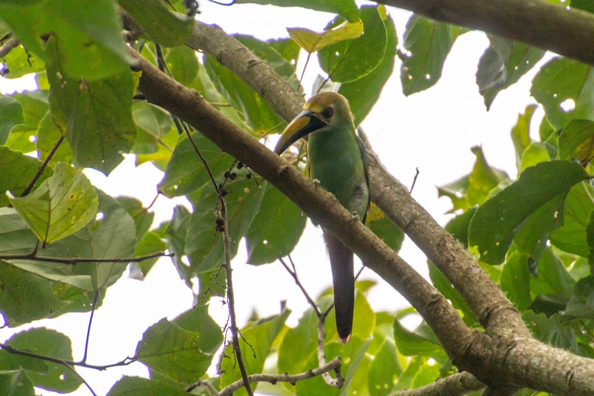 Northern Emerald-Toucanet (Wagler's) - ML639852677