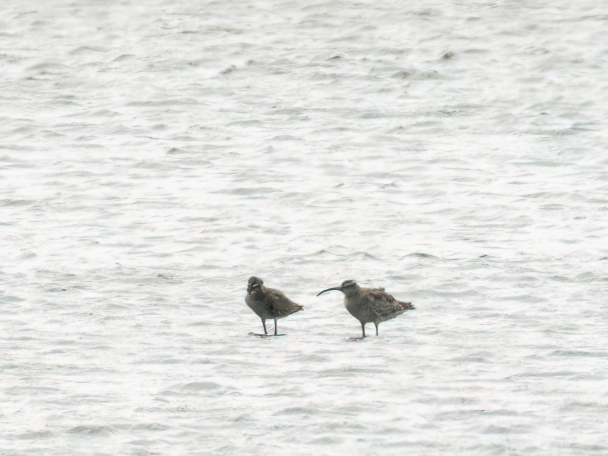 Whimbrel (White-rumped) - ML639852794