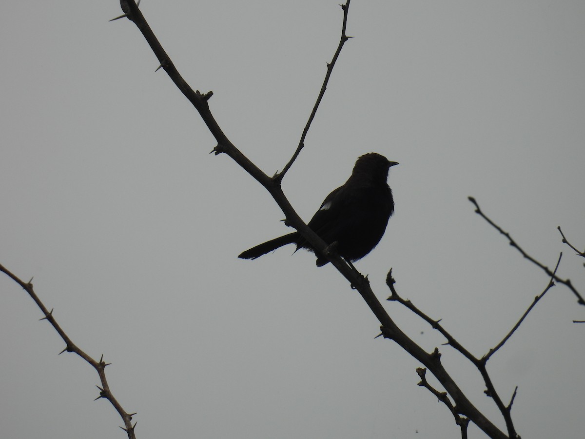 Indian Robin - ML639852812