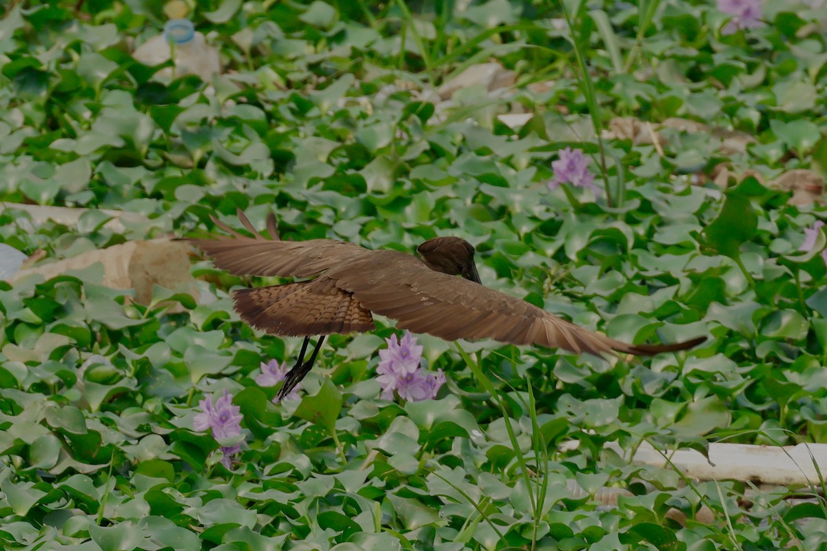 Hamerkop - ML639852814
